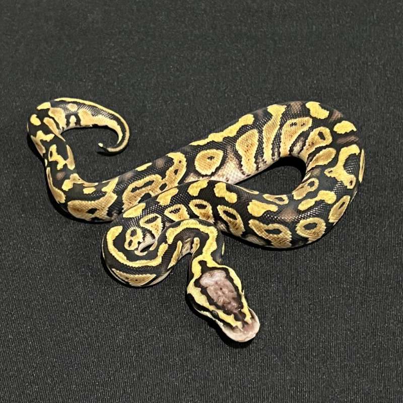 M Pastel Yb Het Clown PH Pied