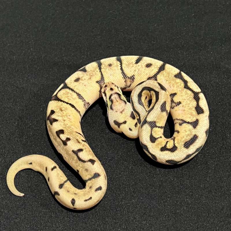 M Bumble Bee Yb Het Clown PH Pied