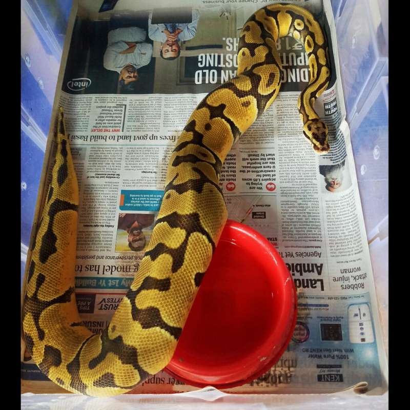 F Pastel Enchi Het Clown