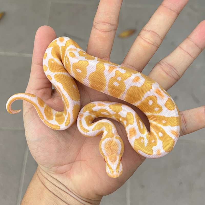 ball python f albino high contras