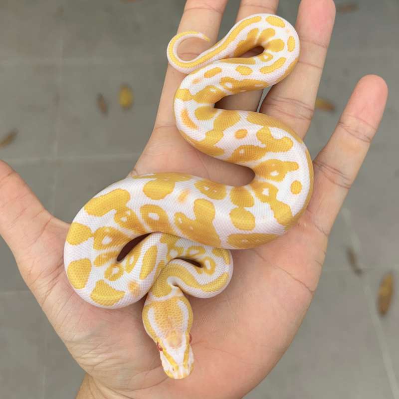 ball python albino high white