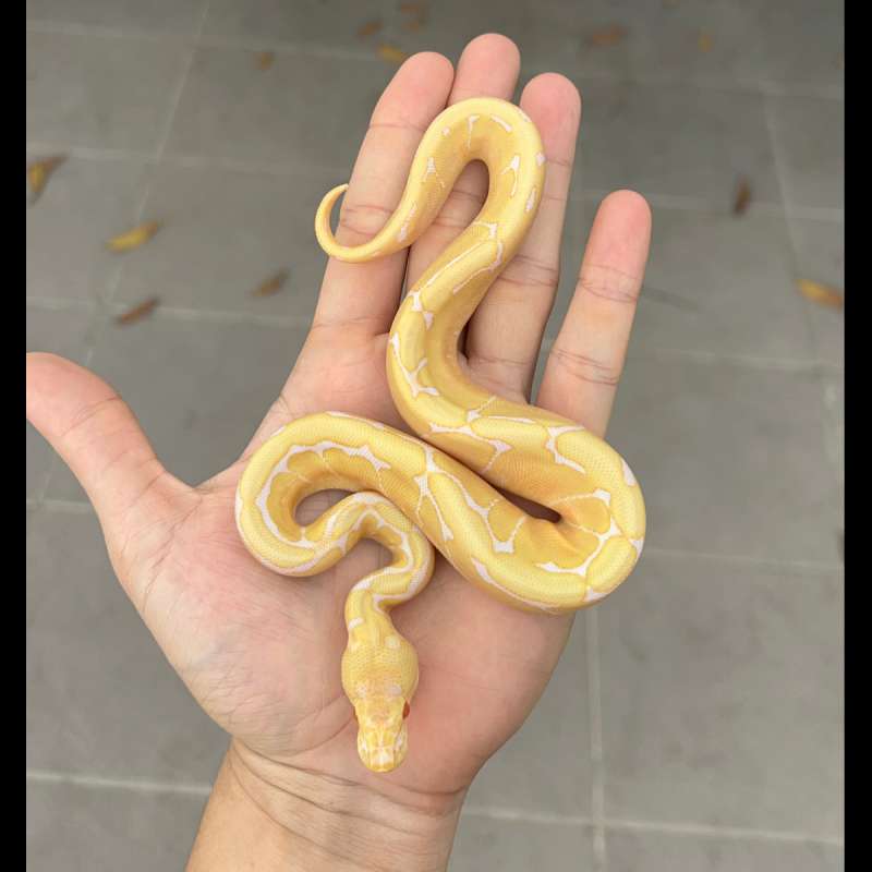 f ball python albino spider female