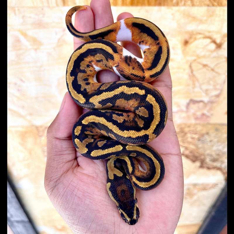 Female Pied 5% white (Stripe)