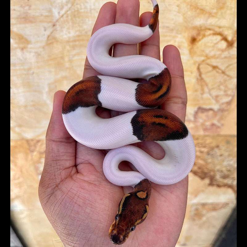 F Black Pastel Pied