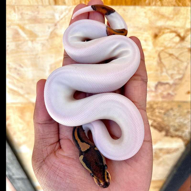 F Black Pastel Pied