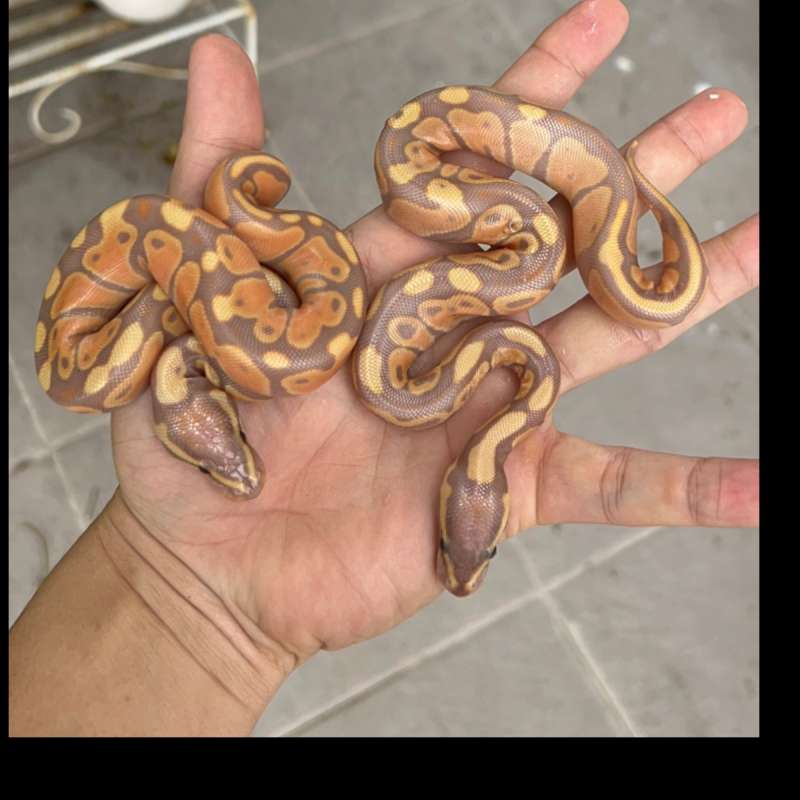 ball python banana / ball python coral glow