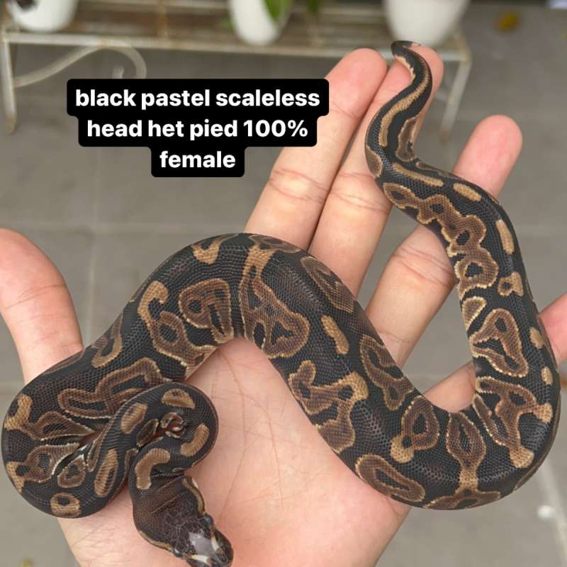 f ball python scaleless head black pastel het pied 100% female