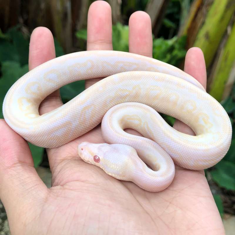 Albino black pewter