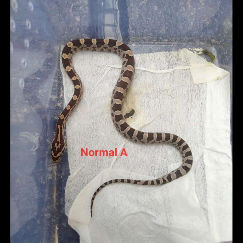 Baby Corn Snake - Normal het Hypo