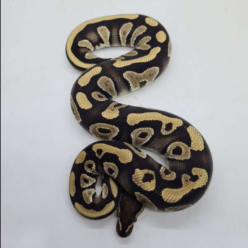 M Mojave poss het clown66%