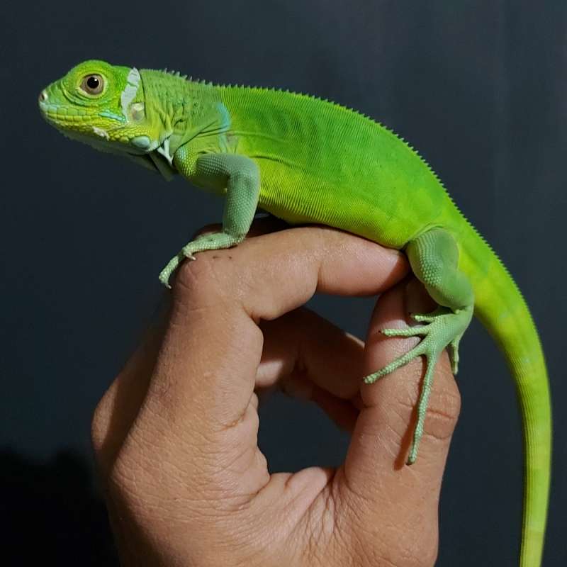 Baby Iguana Green Columbia Tomang Series