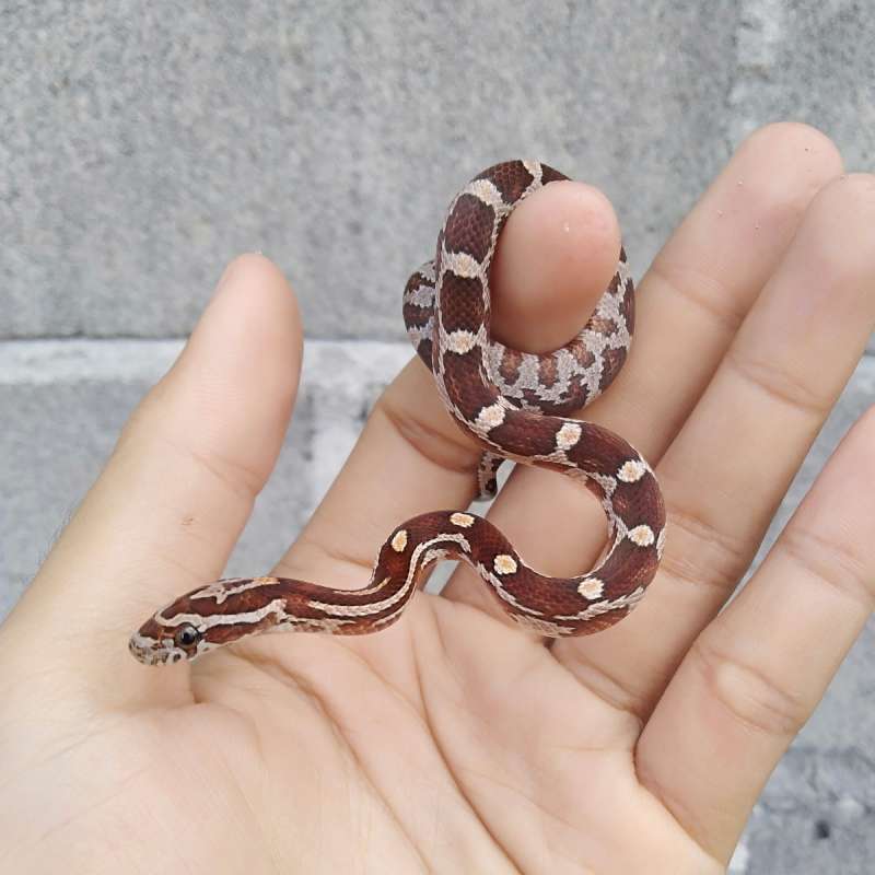 Baby Corn Snake Normal het Hypo