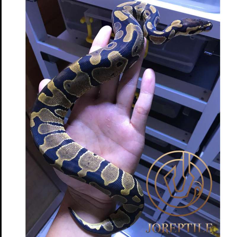 Female Het Pied