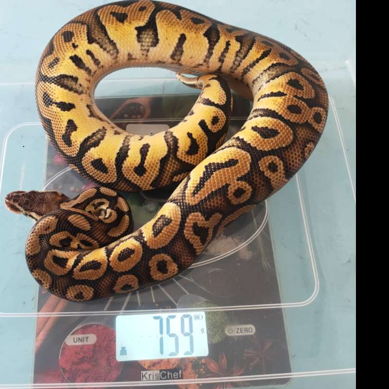 Pastel Pos YB - Male