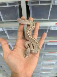 Ballpython bamboo leopard