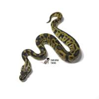 F ENCHI LEO PASTEL