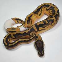 F PASTEL PIED