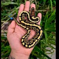 F MOJAVE SPOTNOSE