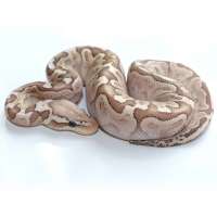 M Bamboo Pastel 66% ph Cl