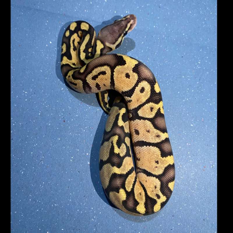 firefly het ghost 50%