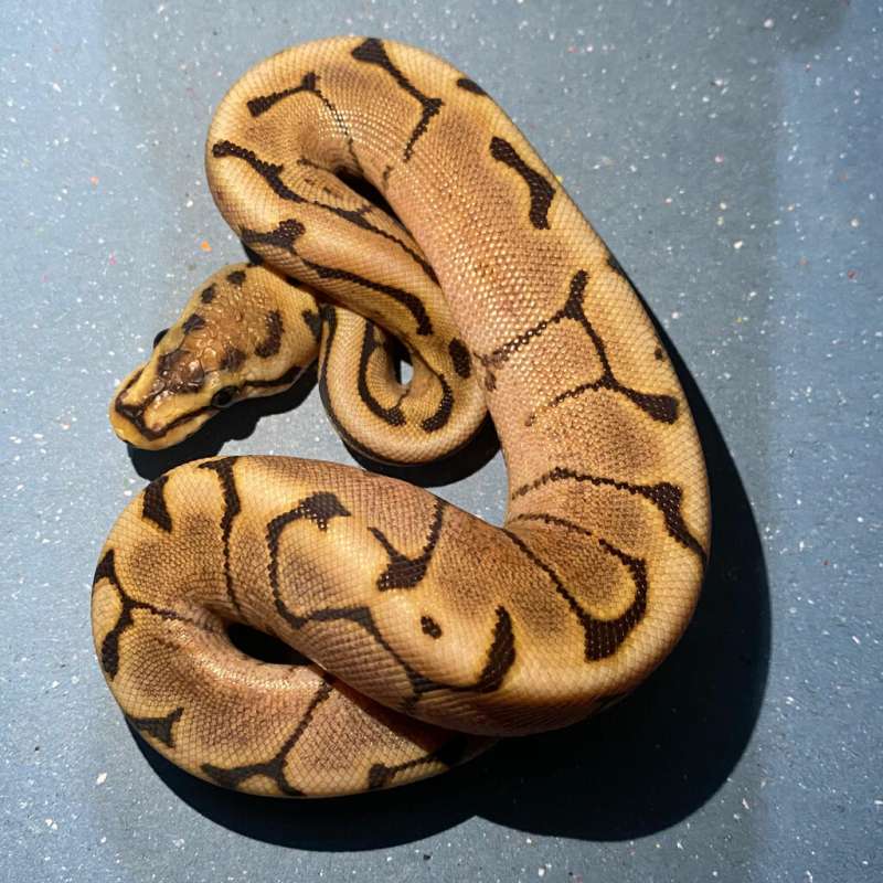 fire spider het ghost 50% female