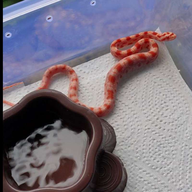 Corn Snake Amel