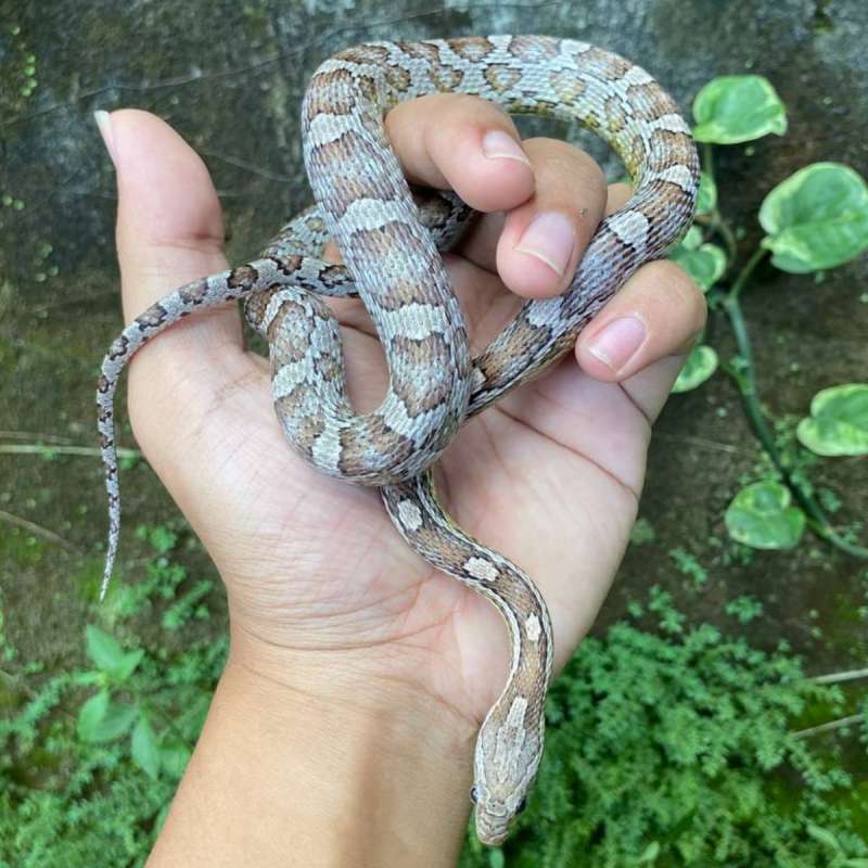 Corn Snake Anery Male