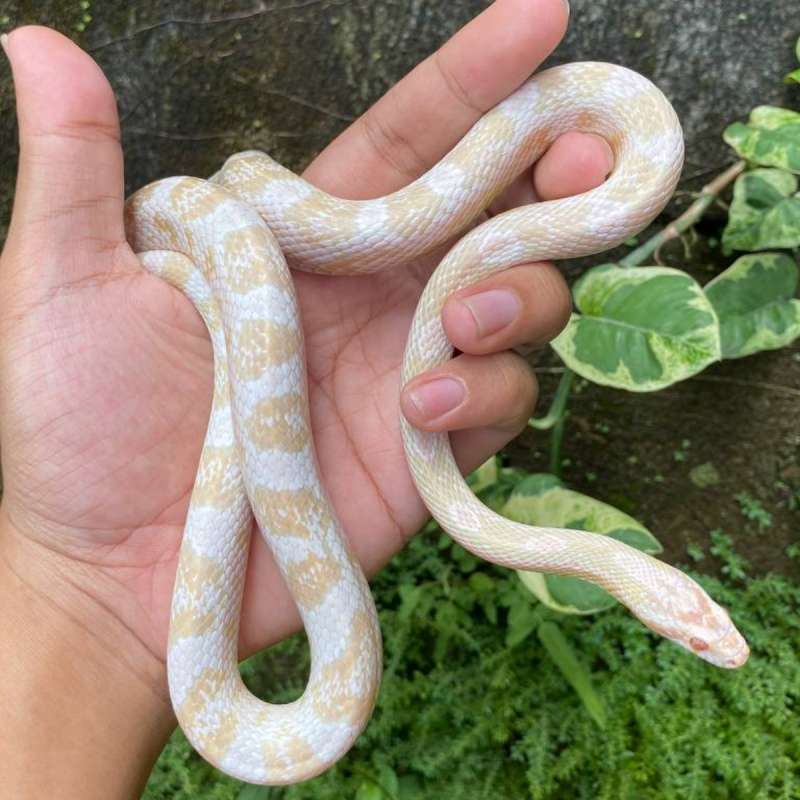 Corn Snake Snow Male