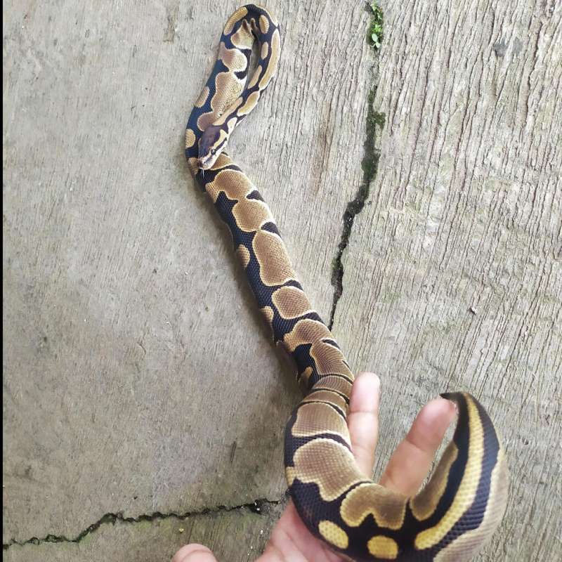 1.0 Ball Python Normal Dot Less