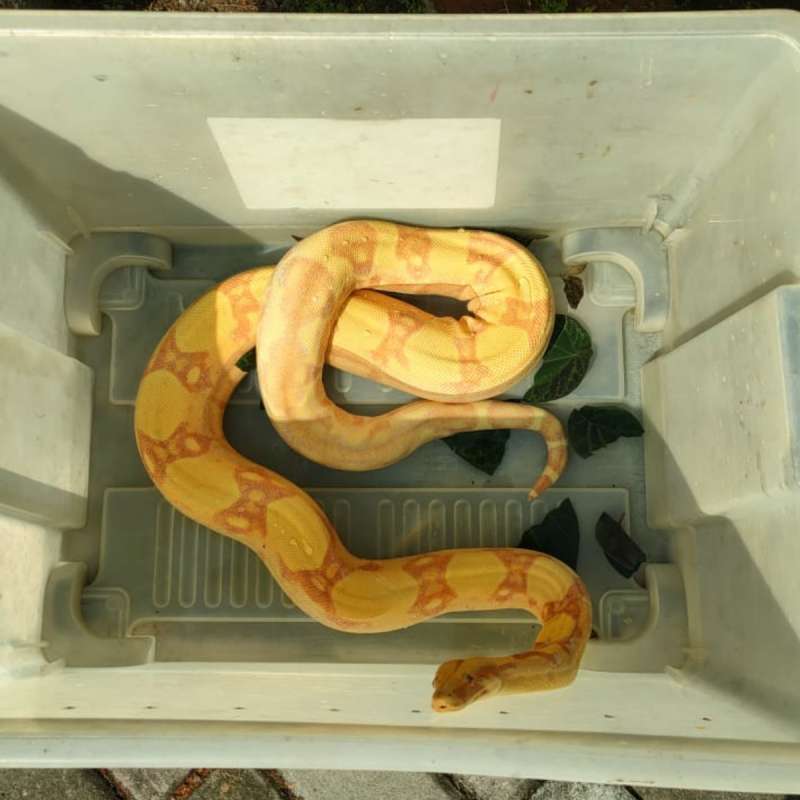 BOA Sunglow Female