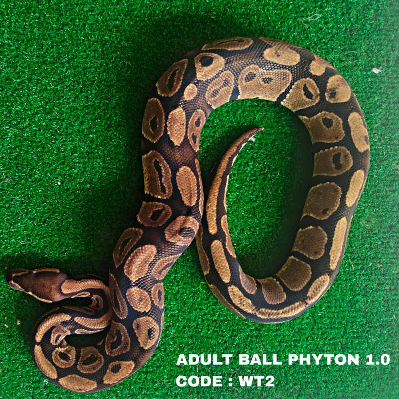 ADULT BALL PHYTON NORMAL MALE