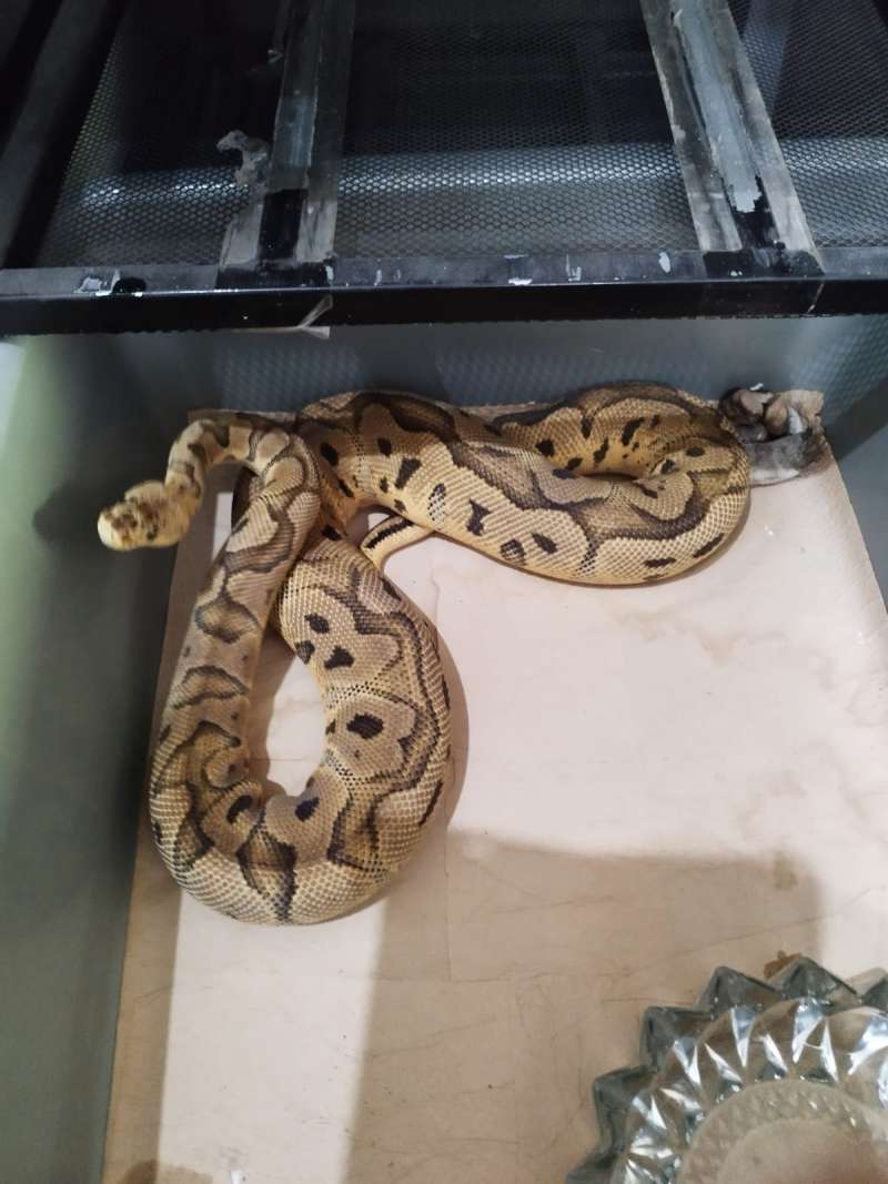 ballpython pastel clown