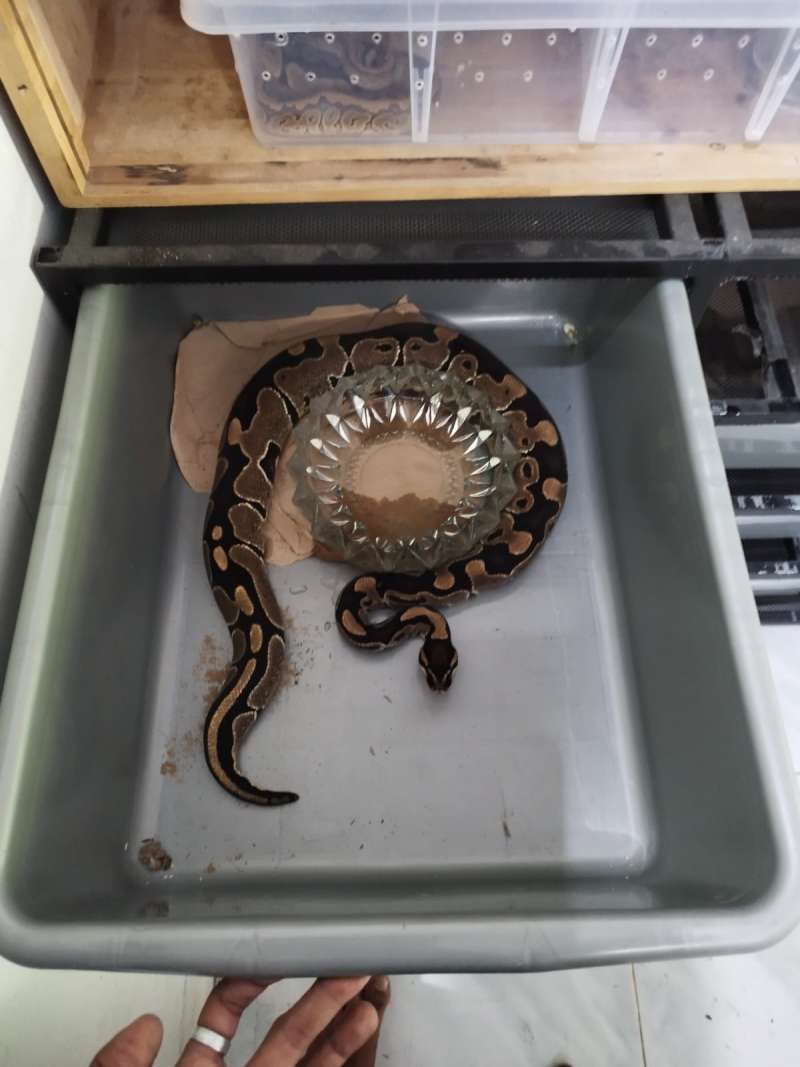 ballpython normal 2 ekor