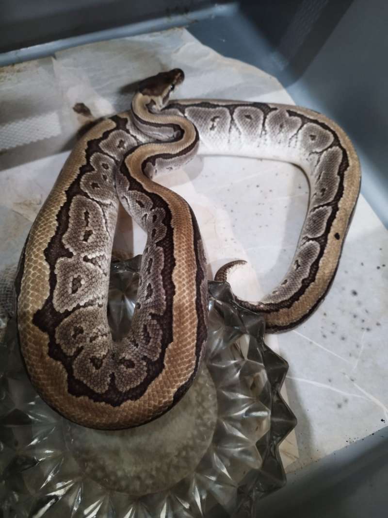 ballpython jigsaw