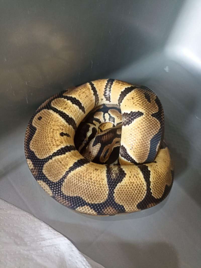 ballpython pastel het axantic vpi & jigsaw