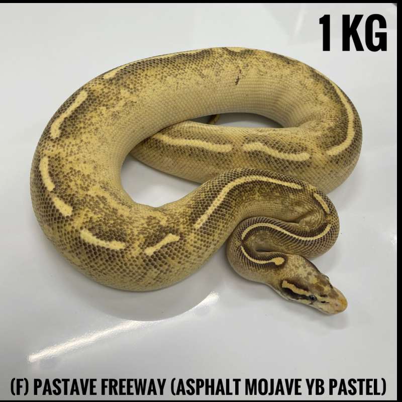 (F) Pastave Freeway (Asphalt Mojave YB Pastel)