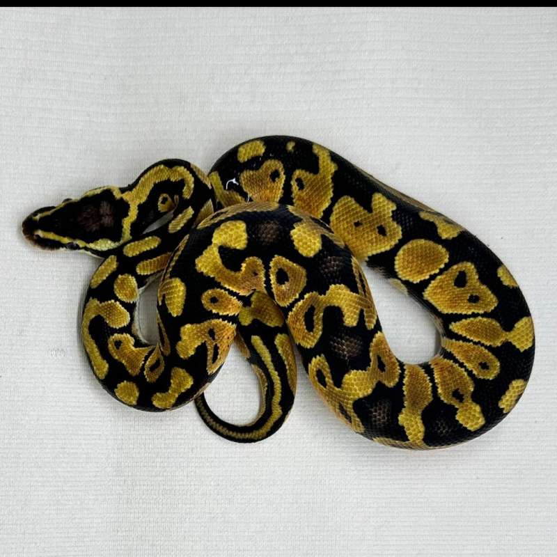 1.0 Pastel triple het 66% Pied, Clown, Lavender