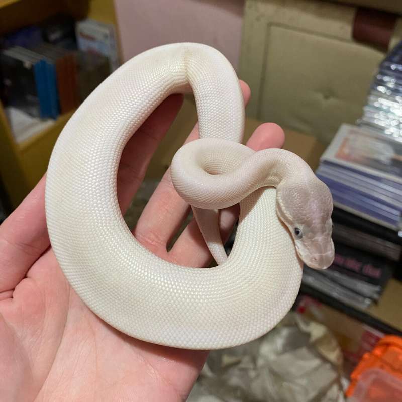 F Super Mojave