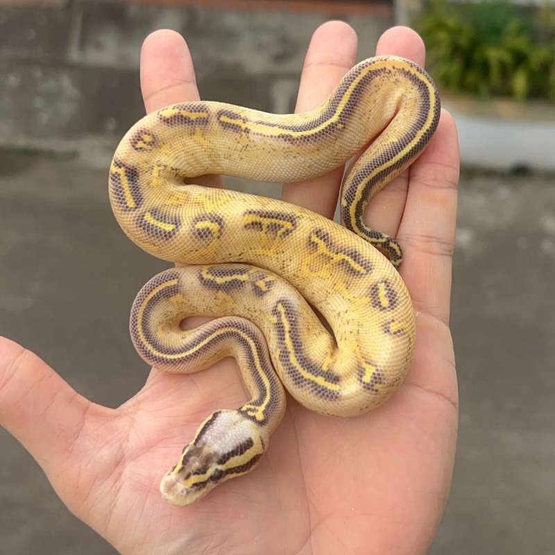 ball python highway pastel female
