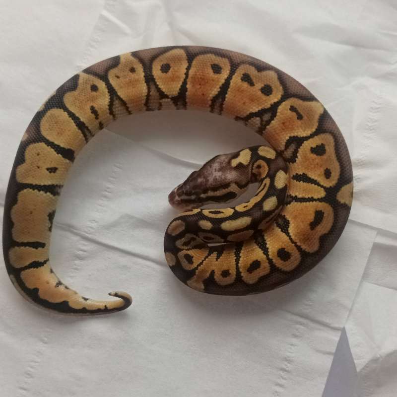 Pastel special female