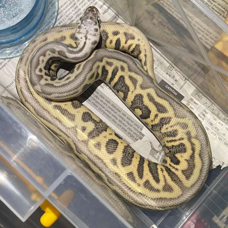 M Killer leopard spotnose lesser het clown