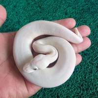Ball python blue Eyes leu