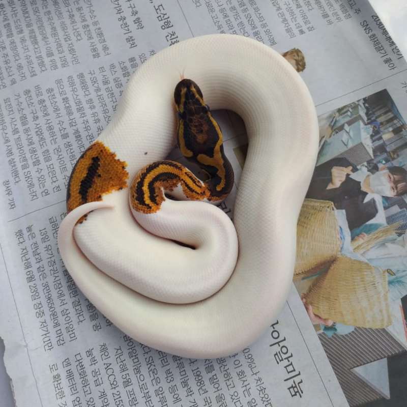 Female Yellow Belly Pied het 66 % lavender