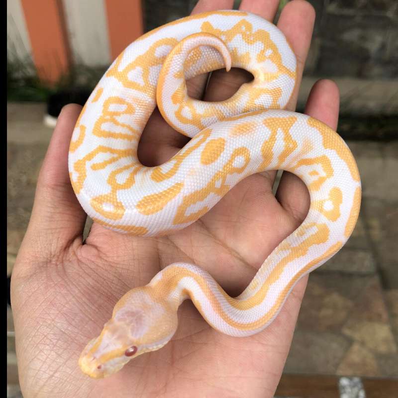 Albino black pastel ph clown