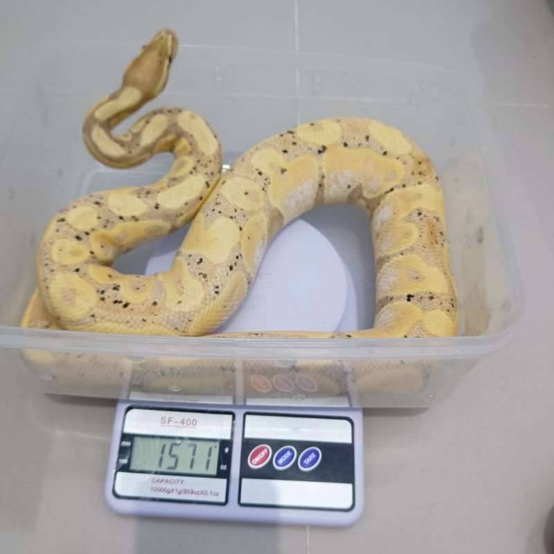 Banana pastel