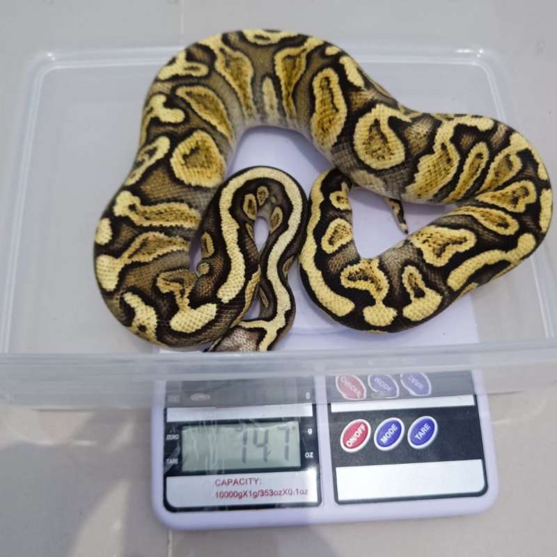 GHI PASTEL MALE