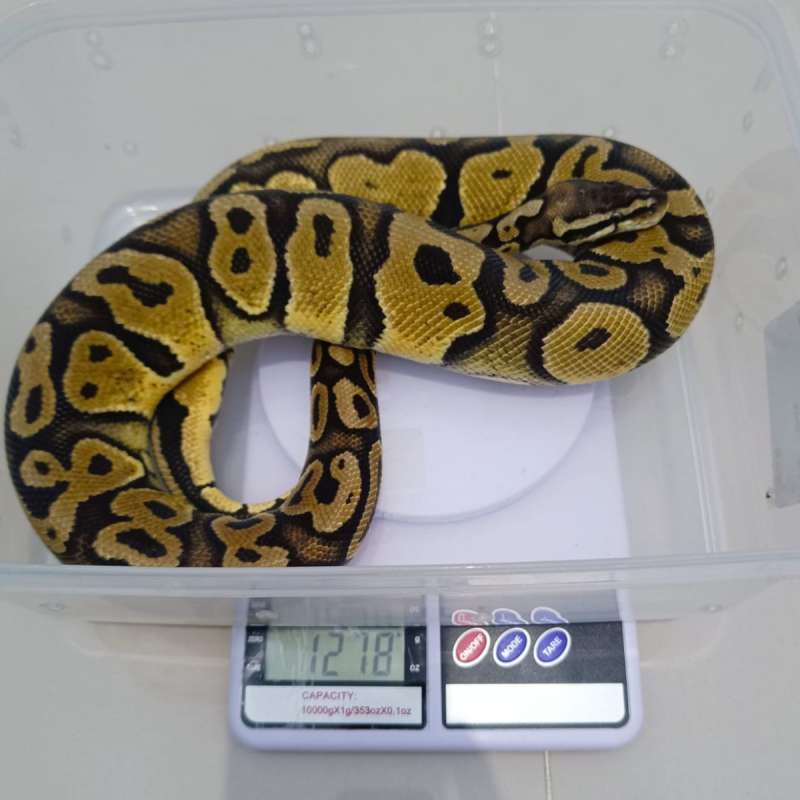 Pastel het Ghost Male