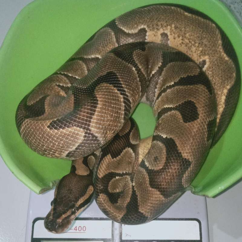 Enchi