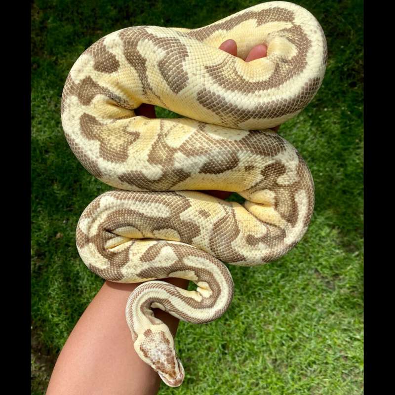 F Super Pastel Butter Enchi ( proven )