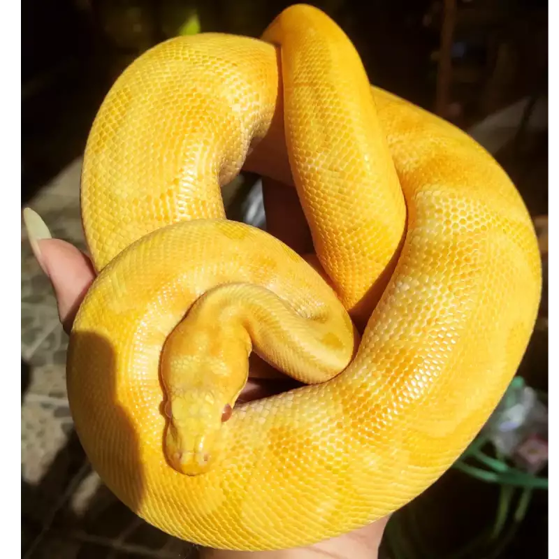 Albino Leopard Enchi poss Pastel